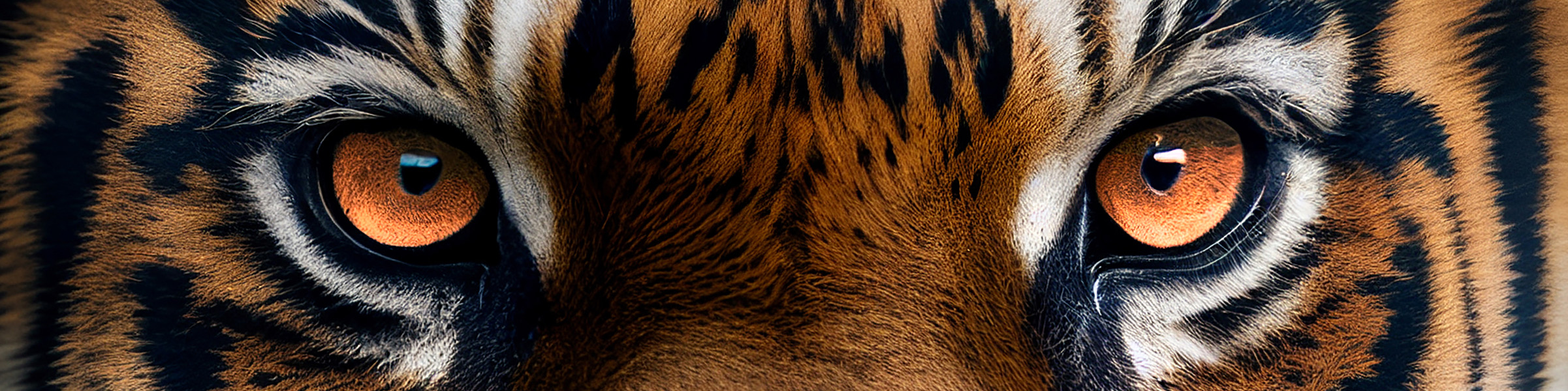 Tiger eyes